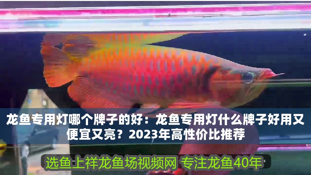 龍魚專用燈哪個牌子的好：龍魚專用燈什么牌子好用又便宜又亮？2023年高性價比推薦