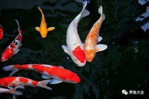 龍魚名字大全帶寓意 龍魚百科 第3張 龍魚名字大全帶寓意 龍魚名字大全帶寓意 龍魚百科 第3張