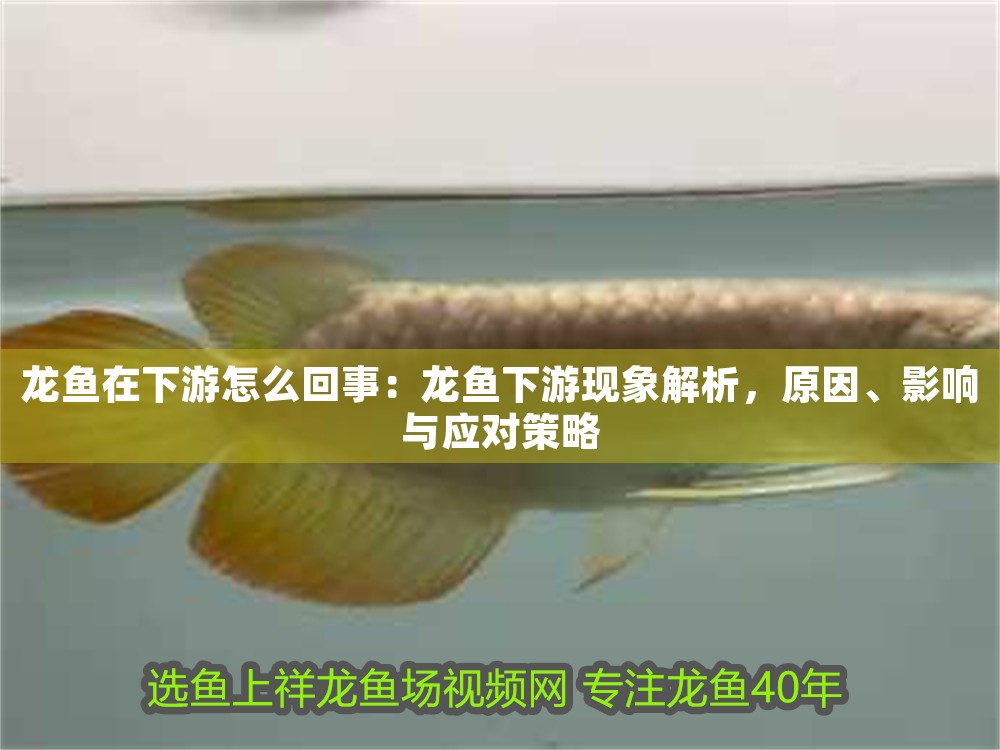龍魚在下游怎么回事：龍魚下游現象解析，原因、影響與應對策略 龍魚在下游怎么回事：龍魚下游現象解析，原因、影響與應對策略 龍魚百科 第1張