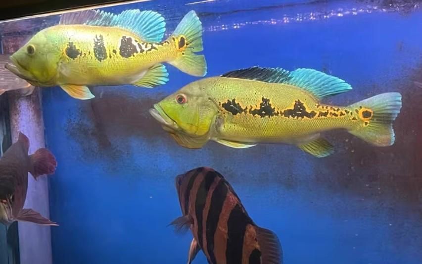 藍帆眼斑三間魚龍魚