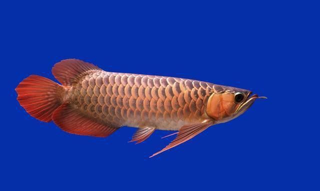 喂龍魚的活飼料魚怎么處理干凈
