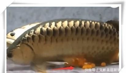 金龍魚不吃什么魚：金龍魚不吃東西怎么辦