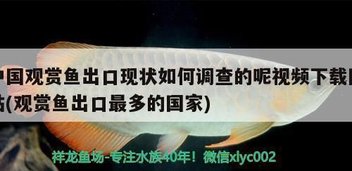 印尼三紋虎魚與龍魚混養效果：印尼三紋虎魚與龍魚混養的效果是可行的但需要具備一定的經驗和技巧