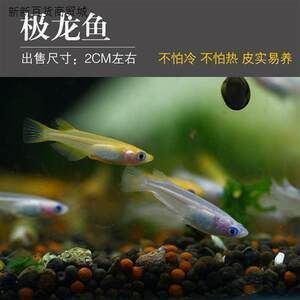 可以給龍魚缸下慶大霉素：慶大霉素在養殖魚類中的應用