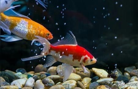 北京龍魚市場地址：關于北京龍魚市場地址的具體信息