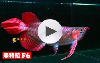 金龍魚血龍魚：金龍魚和血龍魚是兩種不同的觀賞魚，它們在外觀和原產地上有明顯的區別