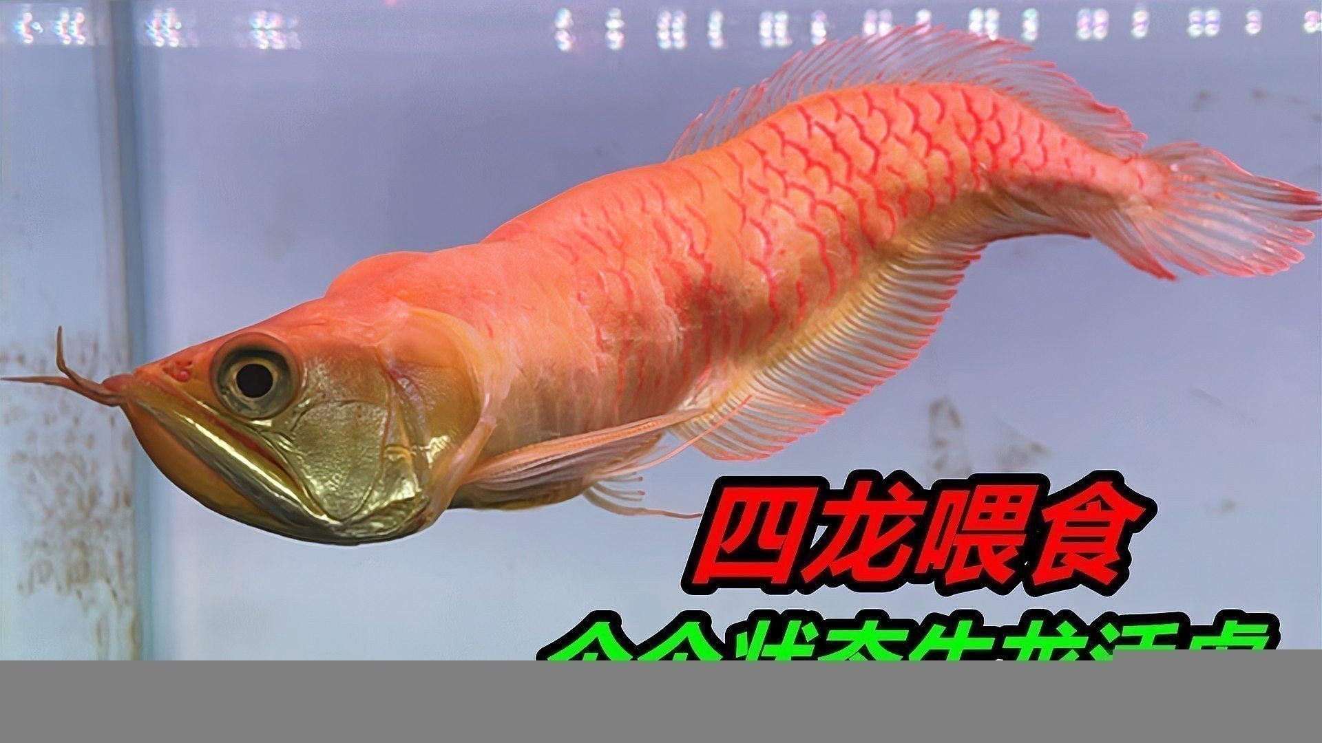 有哪些食物可以促進(jìn)龍魚恢復(fù)食欲？ 有哪些食物可以促進(jìn)龍魚恢復(fù)食欲？ 龍魚百科