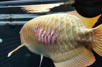 龍魚做完掉眼手術還是掉眼皮：龍魚掉眼手術后如何護理