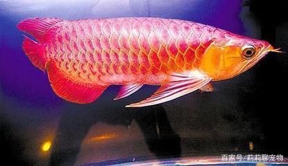 紅龍魚如何挑選好的魚：如何挑選好的紅龍魚 紅龍魚如何挑選好的魚：如何挑選好的紅龍魚 龍魚百科 第2張