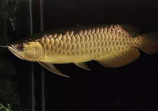 世界上的龍魚有多少種，亞洲龍魚的養(yǎng)殖技巧，美洲龍魚的選購指南, 世界上的龍魚有多少種，亞洲龍魚的養(yǎng)殖技巧，美洲龍魚的選購指南, 龍魚百科 第4張