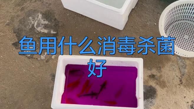 如何給金龍魚消毒