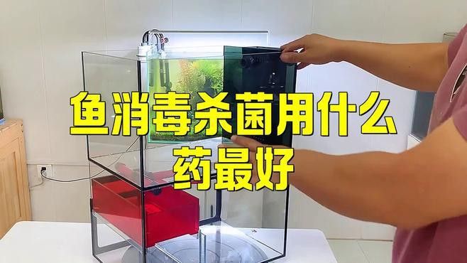 如何給金龍魚消毒