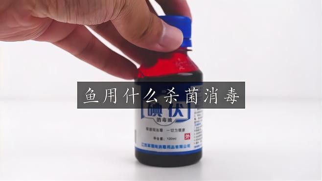 如何給金龍魚消毒