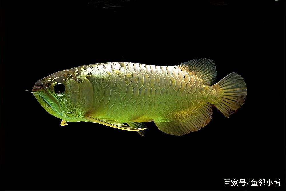 龍魚多久驅(qū)一次蟲？ 龍魚多久驅(qū)一次蟲？ 龍魚百科 第2張