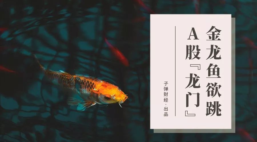 金龍魚為什么不在香港上市（金龍魚不在香港上市的詳細(xì)分析：金龍魚在國(guó)內(nèi)上市的原因） 金龍魚為什么不在香港上市（金龍魚不在香港上市的詳細(xì)分析：金龍魚在國(guó)內(nèi)上市的原因） 龍魚百科 第3張