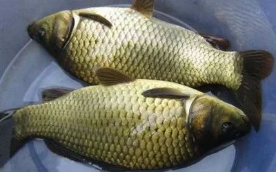 龍魚多久喂一次活食比較好，：對于龍魚多久喂一次活食，龍魚多久喂一次活食比較好