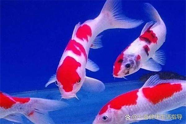 銀龍魚嘴撞爛了多久能好啊視頻