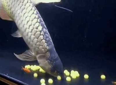 金龍魚的孵化過程是怎樣的？：金龍魚的孵化過程