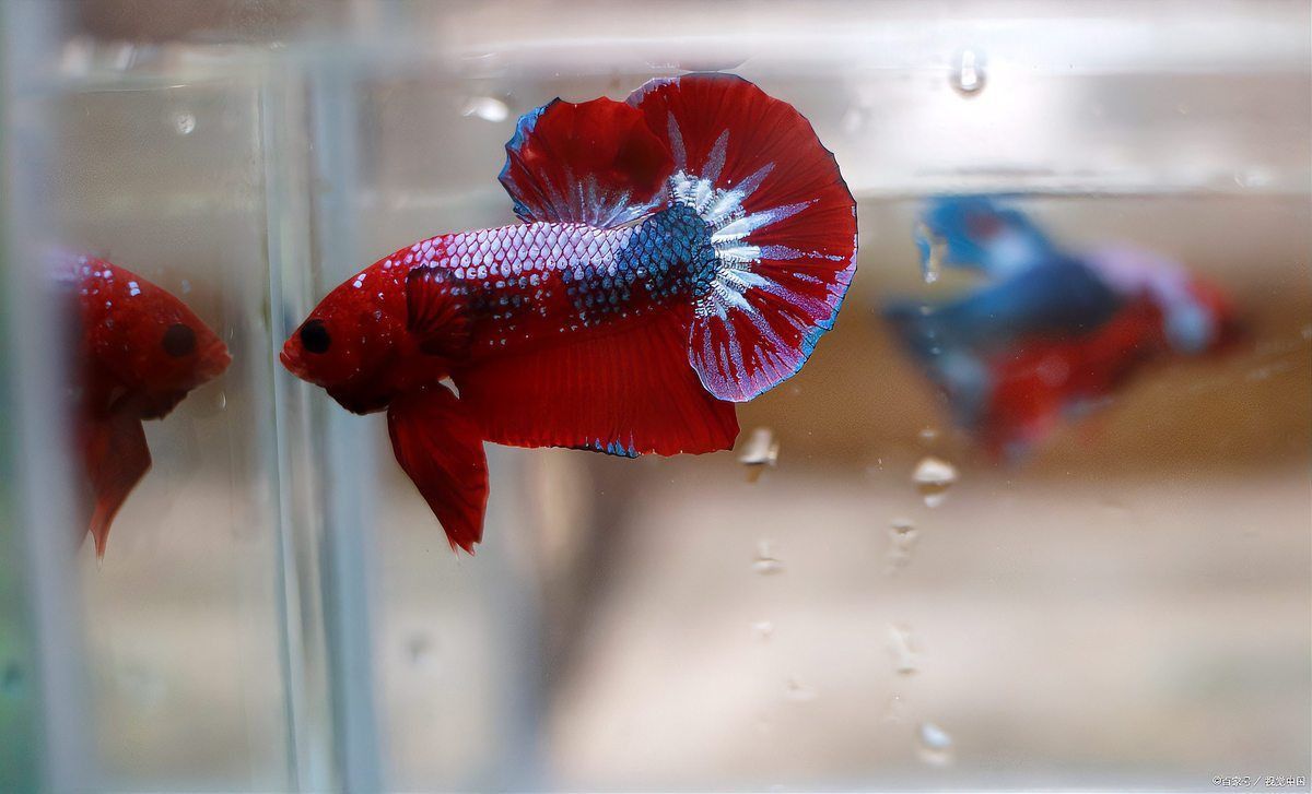 給我一些紅色魚類的養殖知識