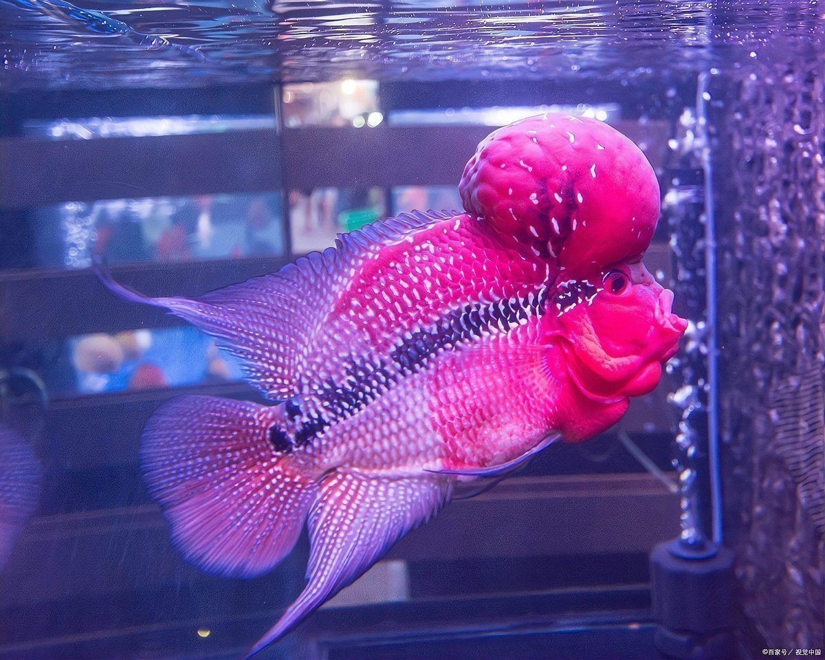 給我一些紅色魚類的養殖知識