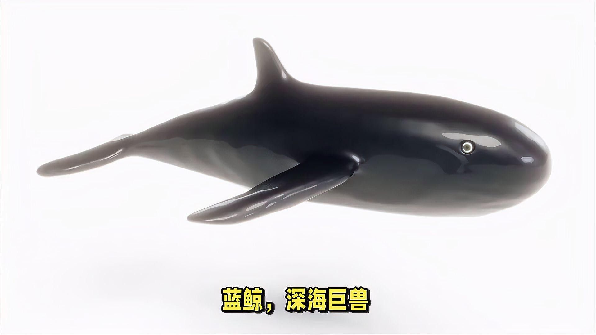 藍鯨的聲吶系統如何工作？