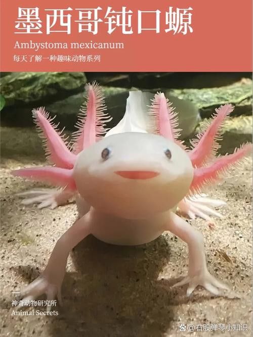 六角恐龍魚長什么樣圖片