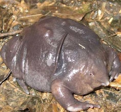 六角恐龍魚長什么樣圖片