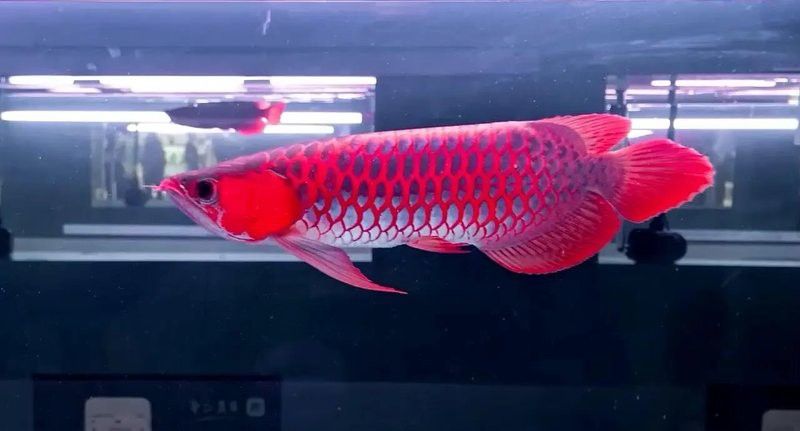 紅尾龍魚價格多少一條魚