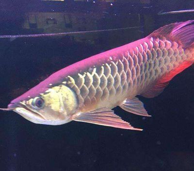 高背龍魚和過背龍魚的區(qū)別是什么