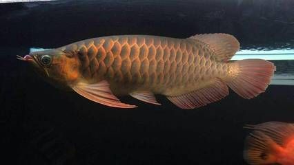 紅龍魚40公分鱗片厚度：紅龍魚40公分鱗片厚度可以提到具體的數(shù)值但是可以了解
