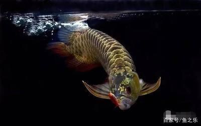龍魚餓多久才能死：龍魚餓多久才能死的詳細信息