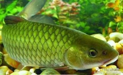 龍魚餓多久才能死：龍魚餓多久才能死的詳細信息