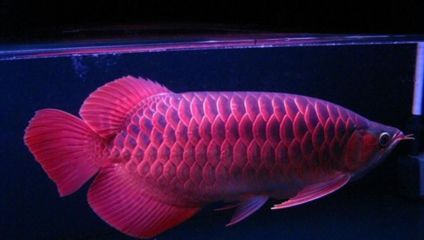 紅龍魚有點趴缸 還總張嘴【紅龍魚趴缸并張嘴是怎么回事？】