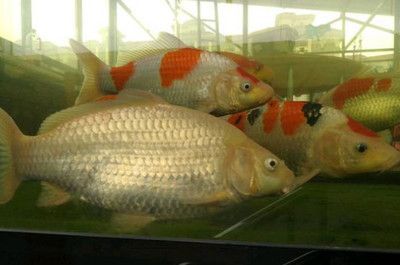 紅龍魚有點趴缸 還總張嘴【紅龍魚趴缸并張嘴是怎么回事？】