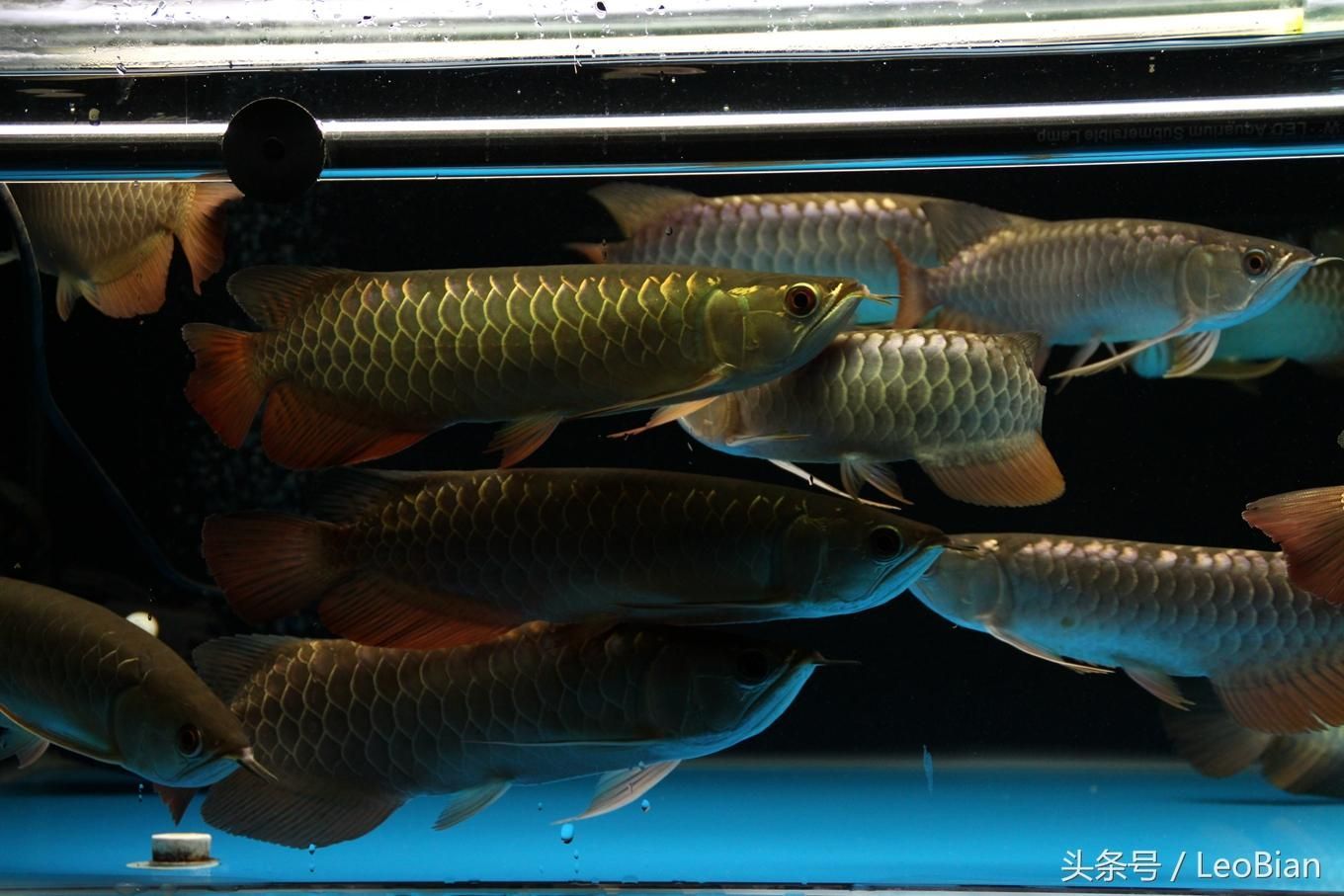 幾條金龍魚混養（金龍魚可以和什么魚混養）