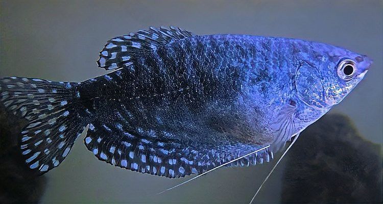 藍曼龍魚繁殖期間需要多長時間？