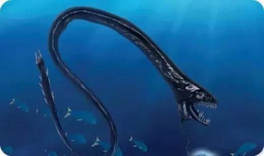 海底黑色龍魚
