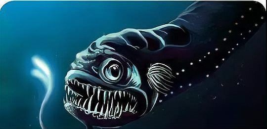 海底黑色龍魚