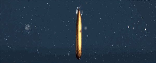 海底黑色龍魚