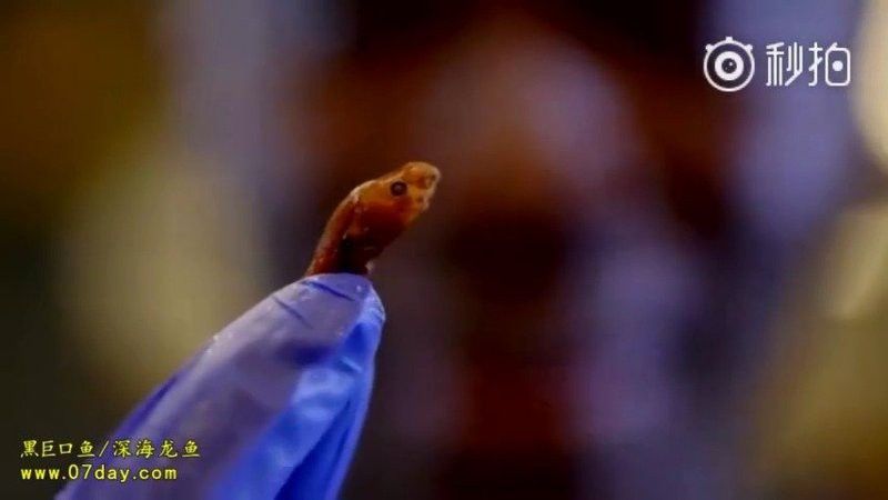 海底黑色龍魚