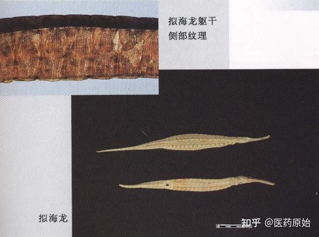 如何區分擬海龍和尖海龍？