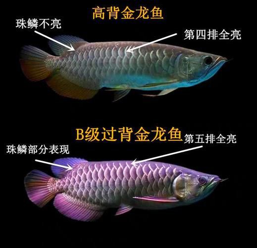 金龍魚分級從高到底