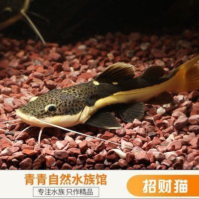 龍魚燈推薦（龍魚燈色溫選擇技巧）