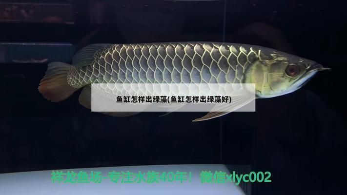 龍魚燈推薦（龍魚燈色溫選擇技巧）