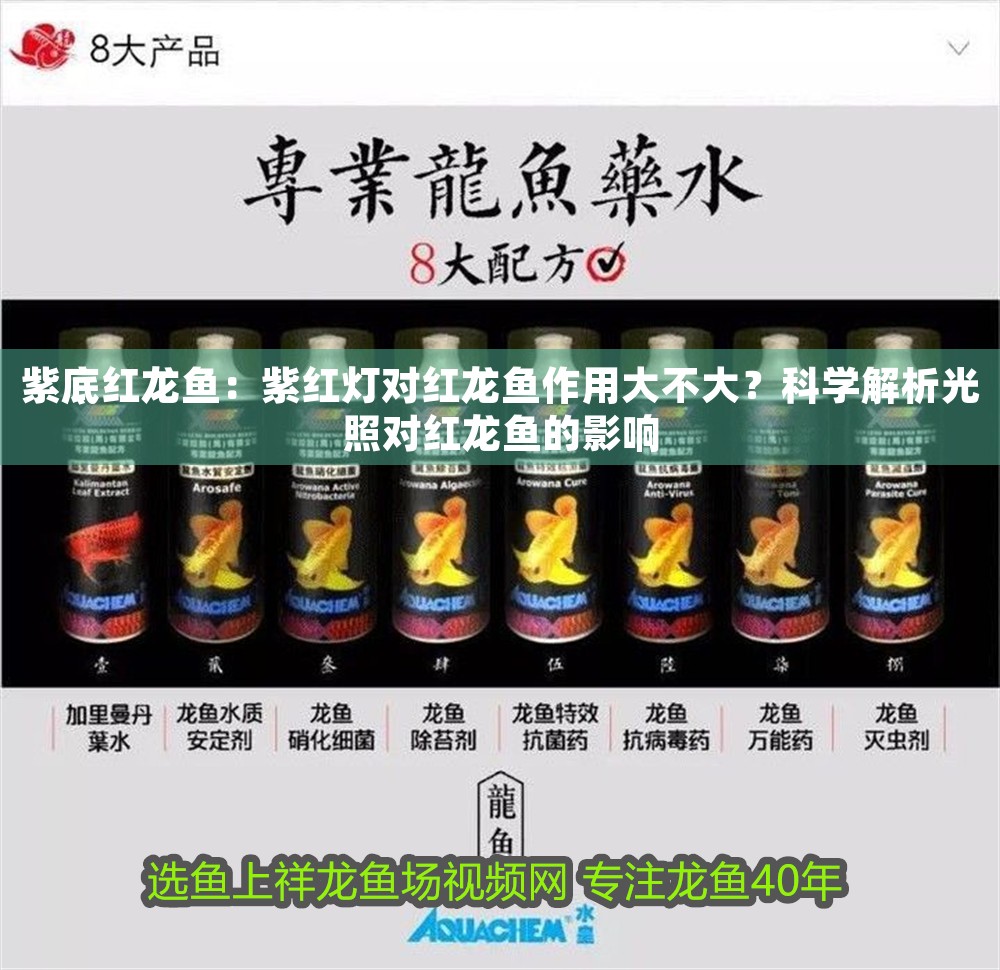 紫底紅龍魚：紫紅燈對紅龍魚作用大不大？科學解析光照對紅龍魚的影響