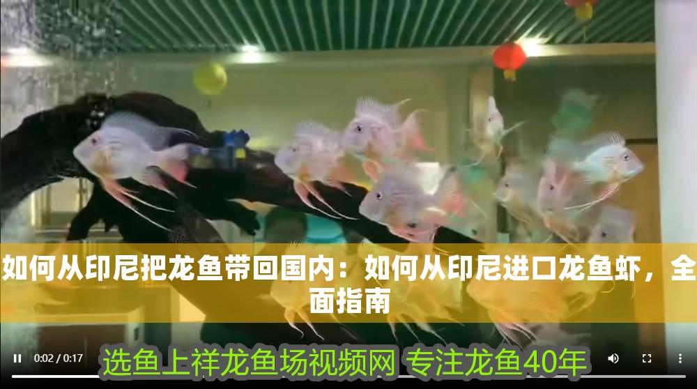 如何從印尼把龍魚帶回國內：如何從印尼進口龍魚蝦，全面指南
