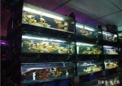 龍魚空運多少錢一條合適：觀賞魚空運價格對比龍魚空運價格對比龍魚空運價格對比