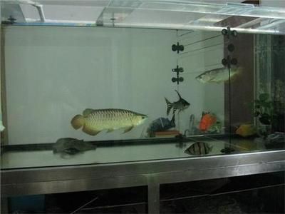 金龍魚和其他魚混養怎么喂食的：金龍魚和其他魚混養怎么喂食