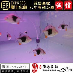 黑桃a和龍魚混養注意事項是什么意思：\"黑桃a和龍魚混養注意事項是什么意思