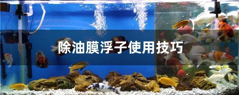 如何調節水族箱水質適應鴨嘴鯊魚（如何調節水族箱中的水質） 如何調節水族箱水質適應鴨嘴鯊魚（如何調節水族箱中的水質） 龍魚百科 第4張